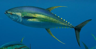 Fresh/Chilled Whole (Head-On) Yellow Fin Tuna – ISLAND GARDEN FRESH EXPRESS
