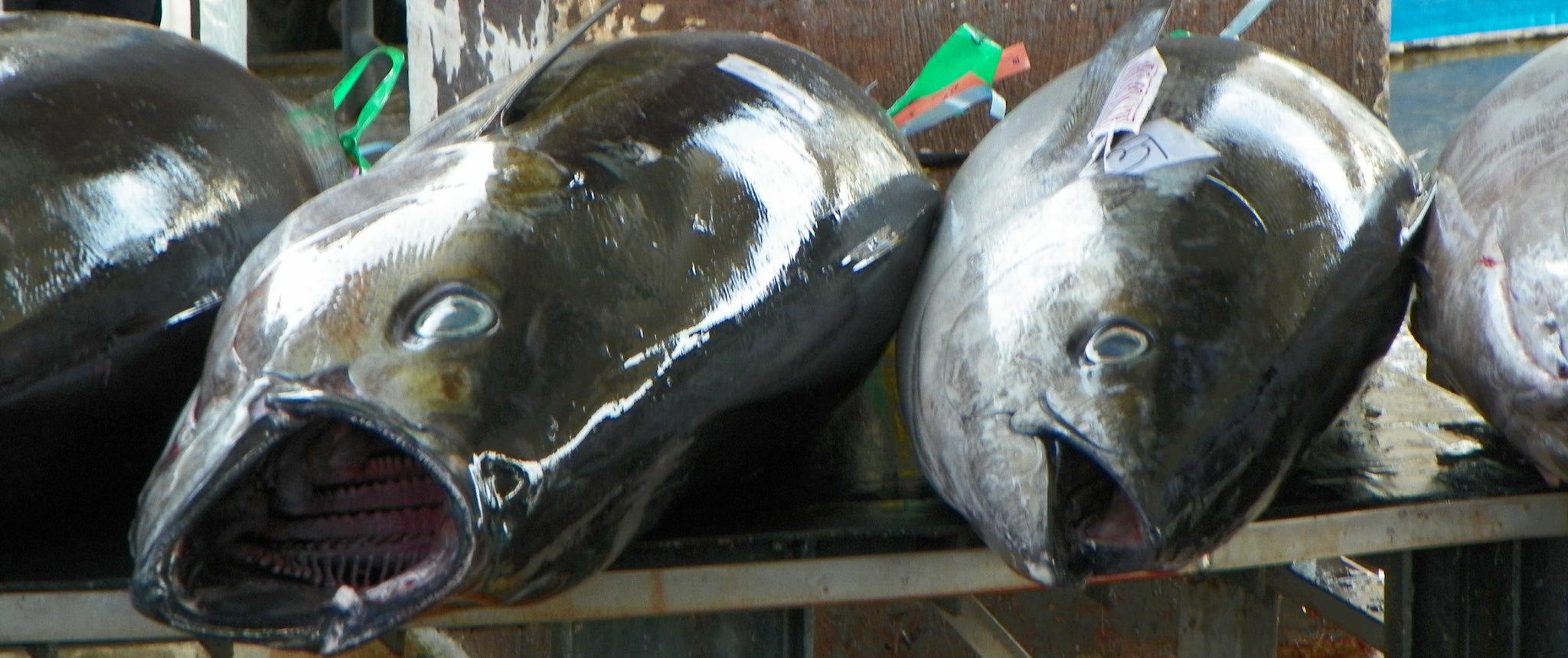 tuna head, tuna head Suppliers and Manufacturers at